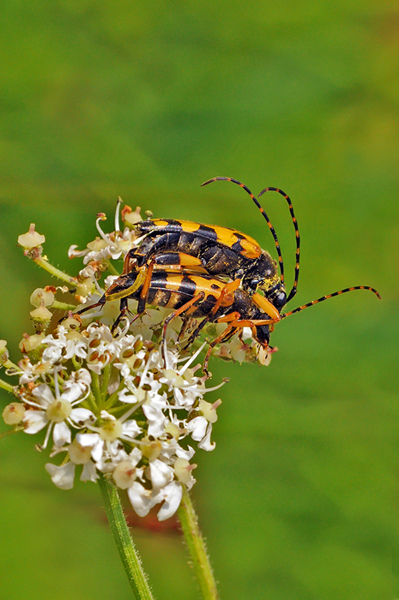 sbagliato...???? Leptura maculata